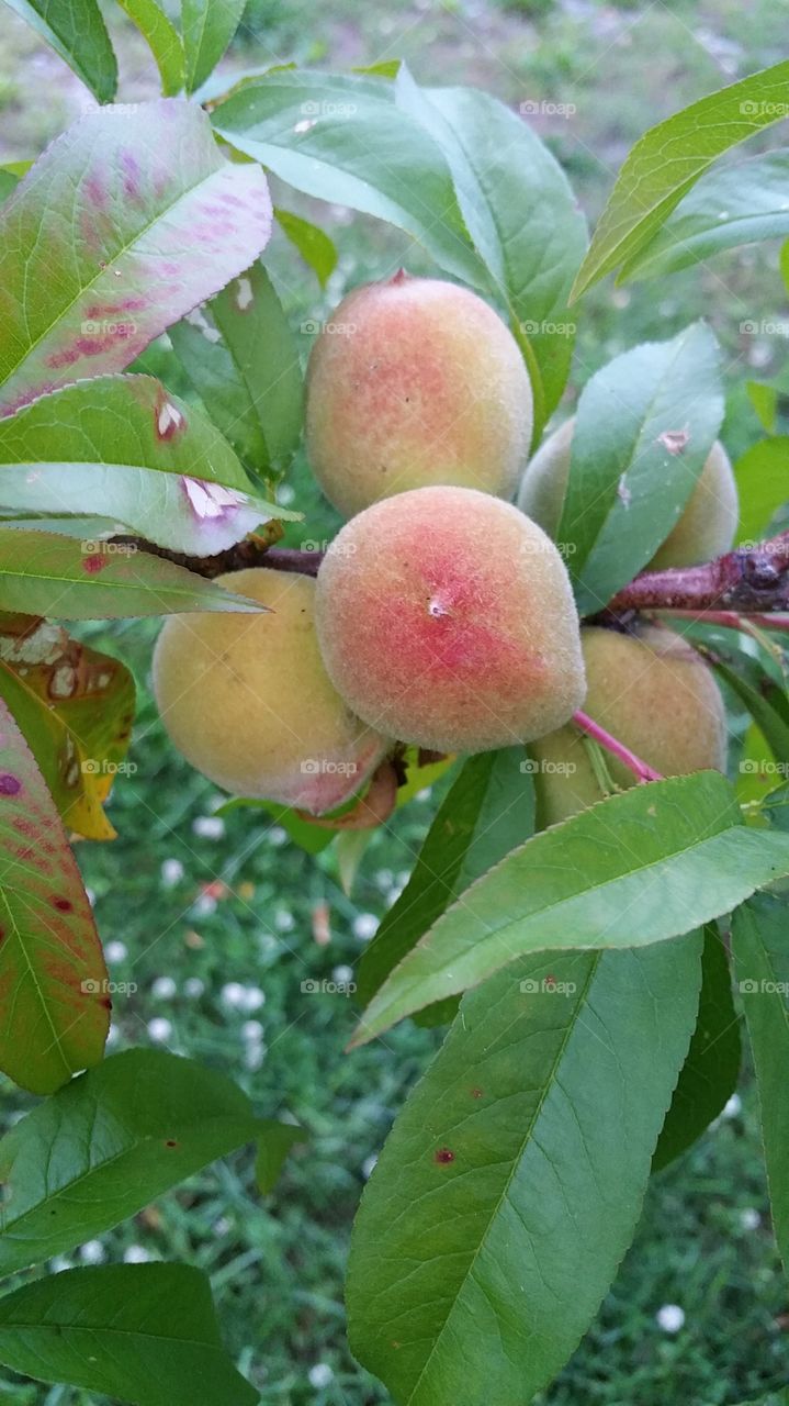 Life is a Peach