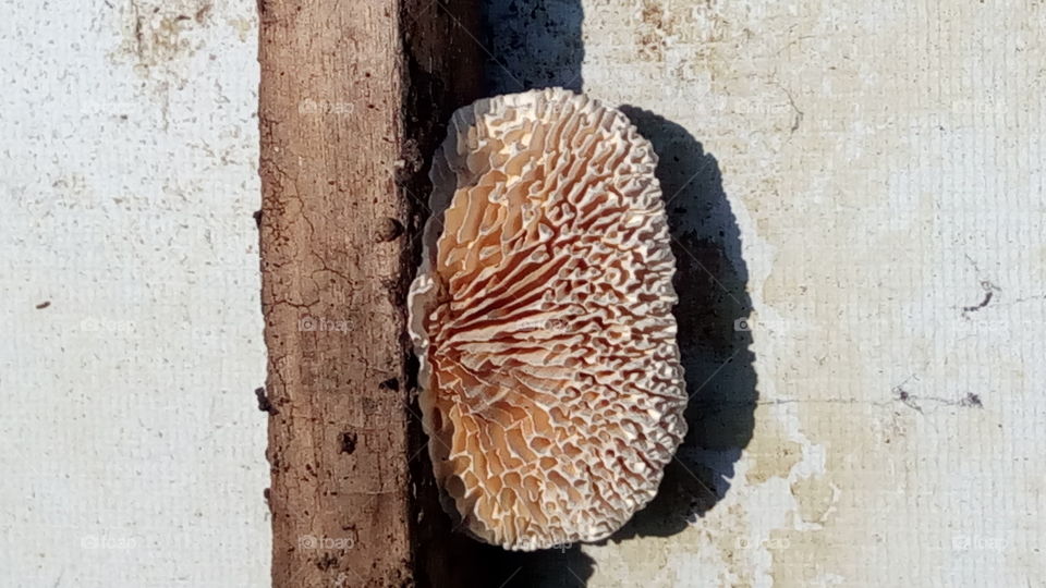 mushroom