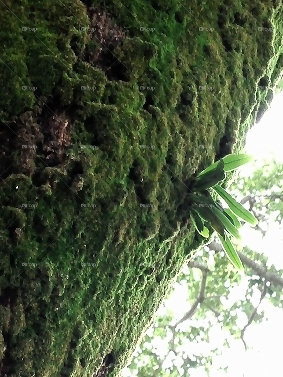 Moss-covered tree trunk