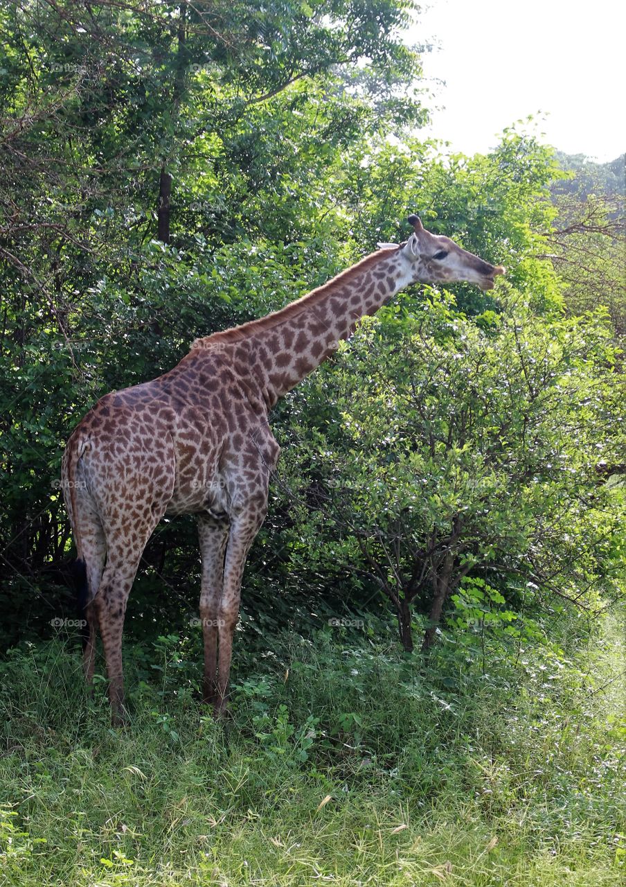 Giraffe eating leaves