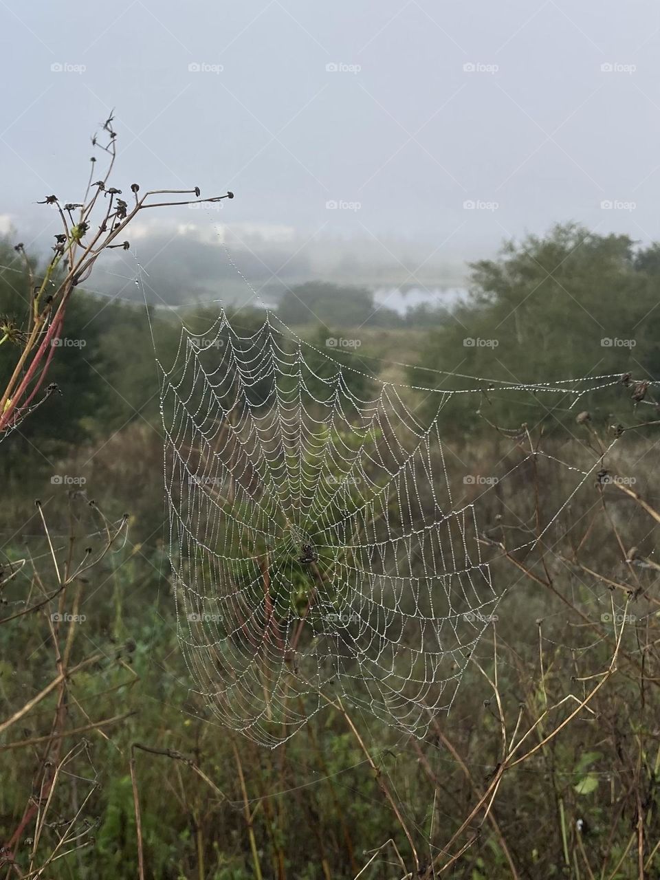A spider web with dew on a foggy morning in front of a lake 