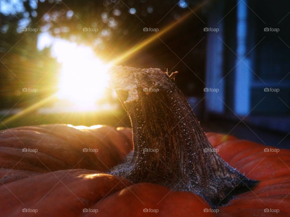 A pumpkin at sunset first sign of autumn