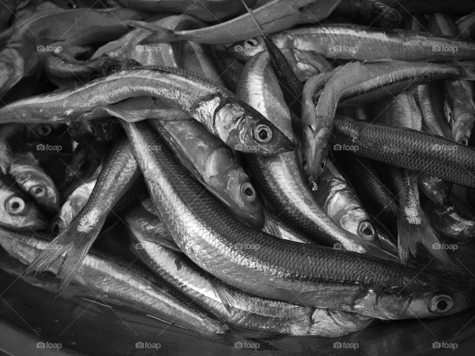 Sardines at a seafood market in South America
