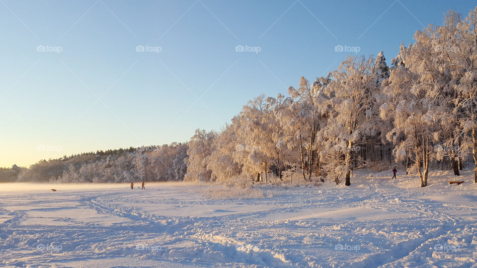 In the forest by the lake, mist.