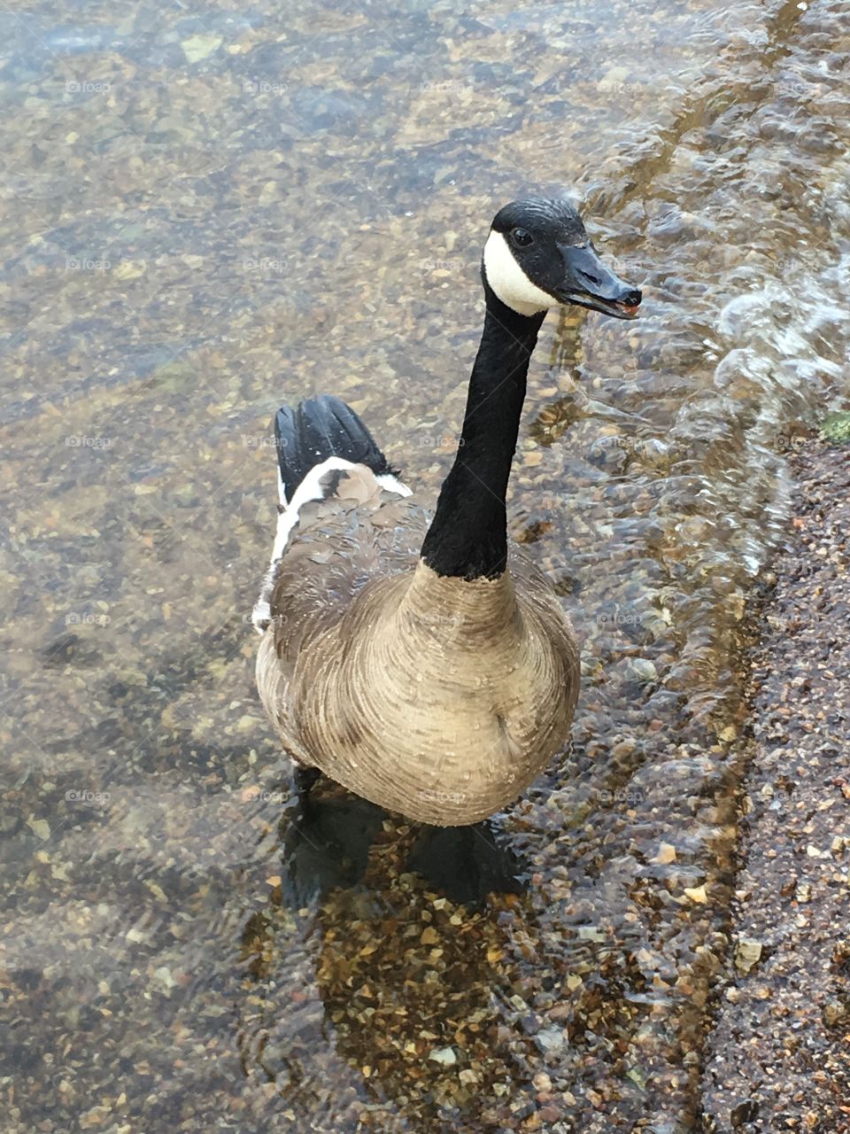 Goose