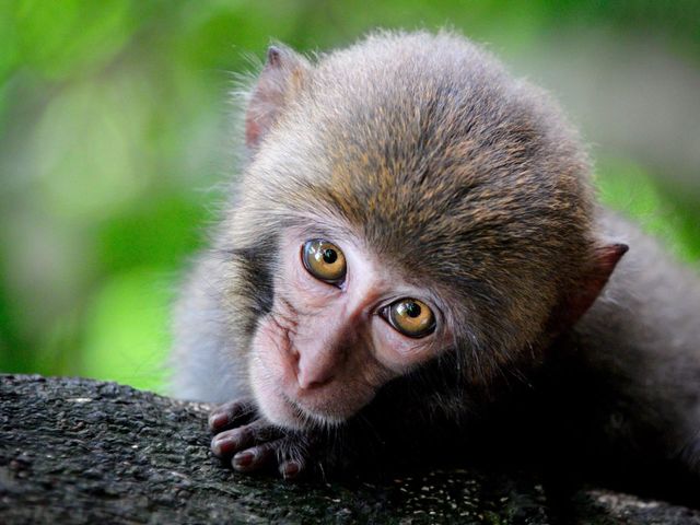 Monkey