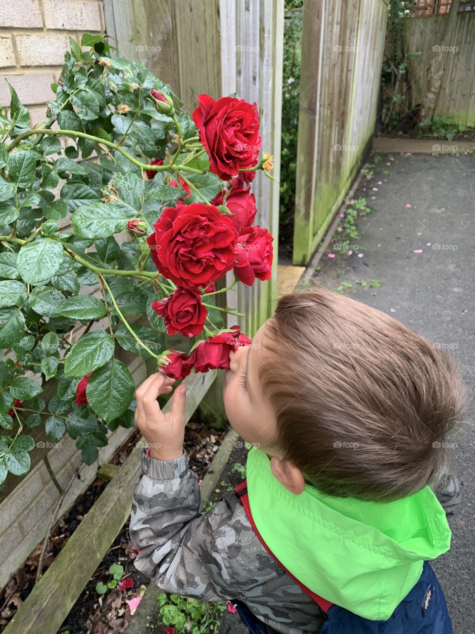 Adorable Little boy smelling a beautiful red rose 