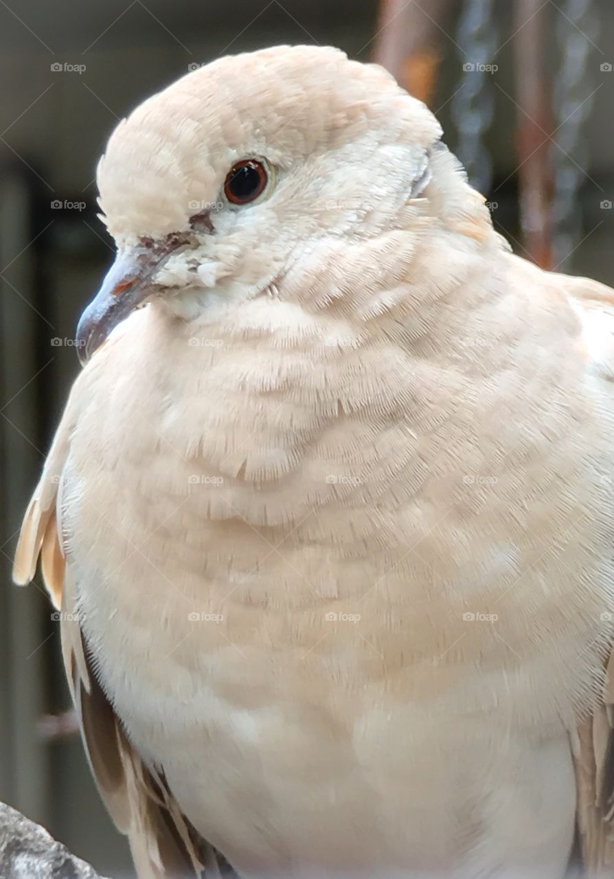 Closeup white ring necked dove 