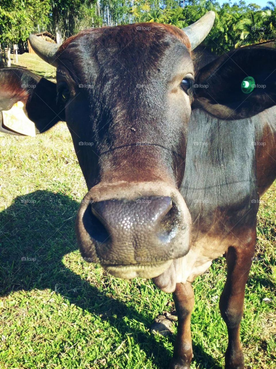 A fera curiosa e notável.