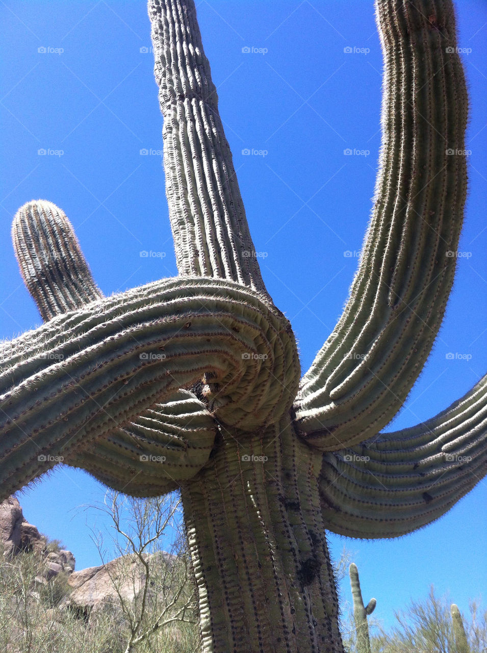 tree plant cactus desert by dustinrthompson
