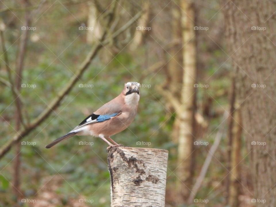 A Jay on a tree stump 