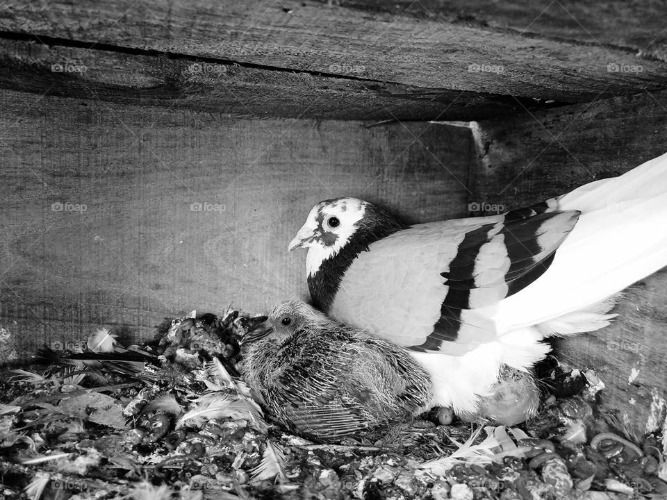 Pigeon with chicks .