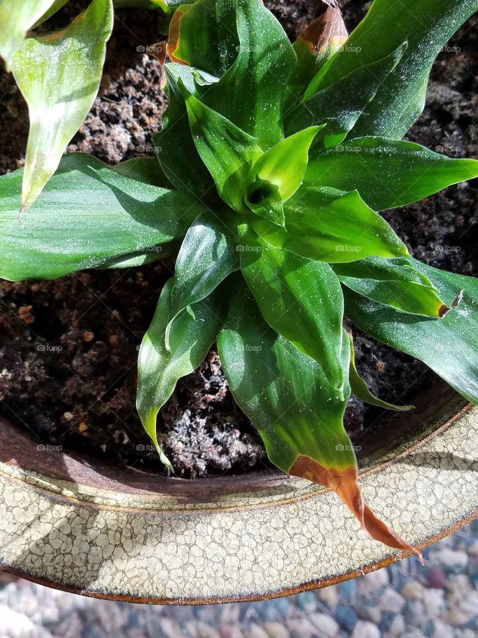 Potted house plant, close up