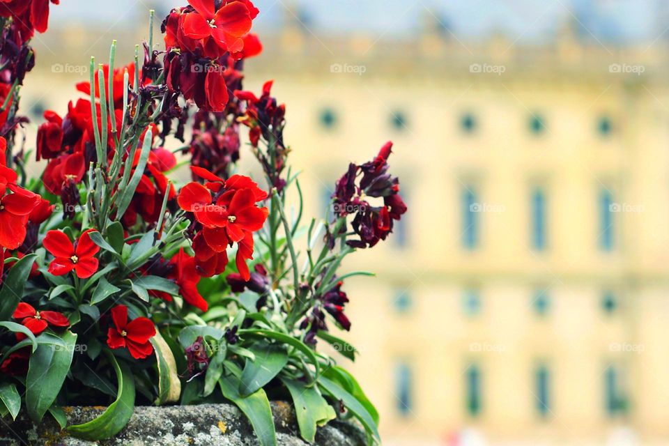 Close up of a flower pot with red flowering plants in the city