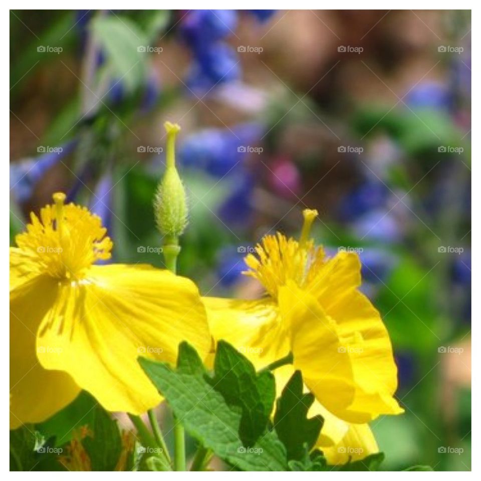 Brilliant Yellow and Blue Flowers
