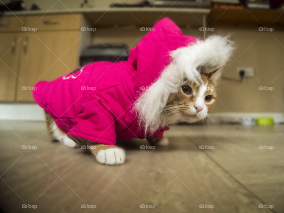 Cat in the coat