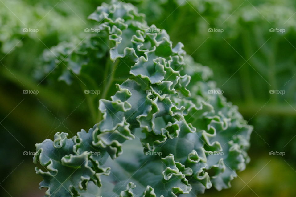 Kale 🥬