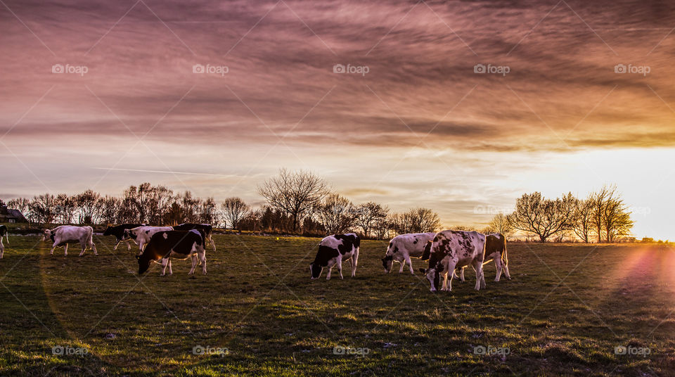 Dairy cows in the pasture at Sunset 