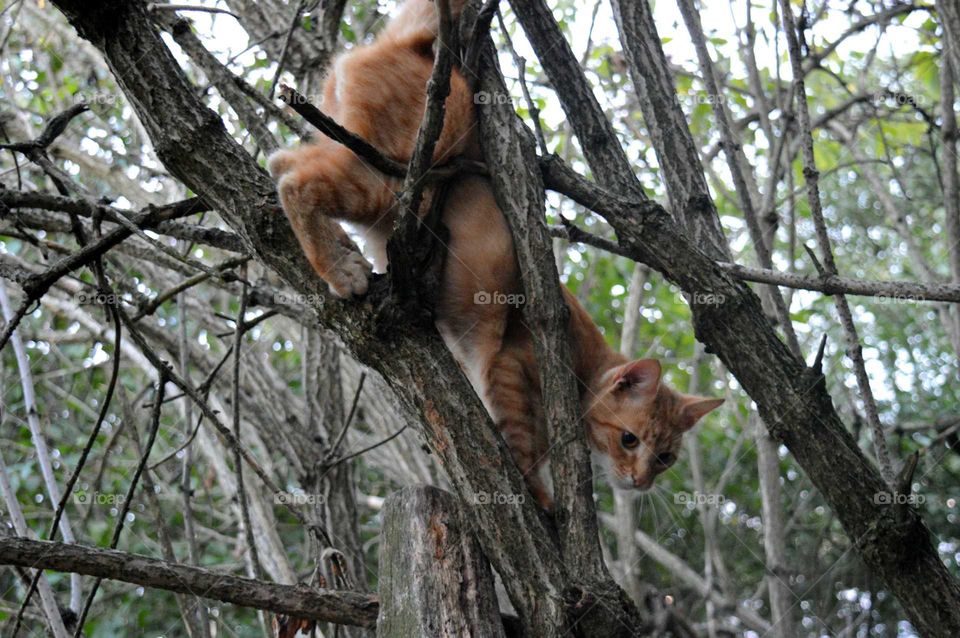 agile ginger cat