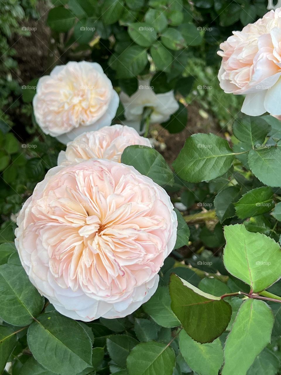 Roses in Yuanshan Flower Expo Park