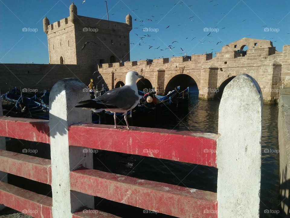 Wildlife in urban city at essaouira in Morocco.