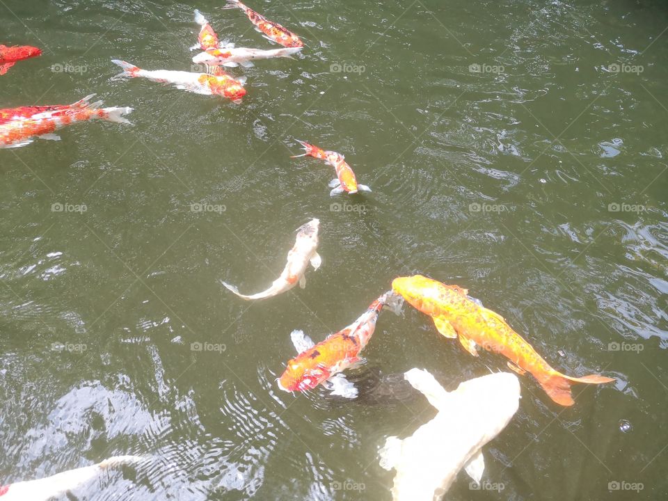 Fancy​ carp​ koi fish​
