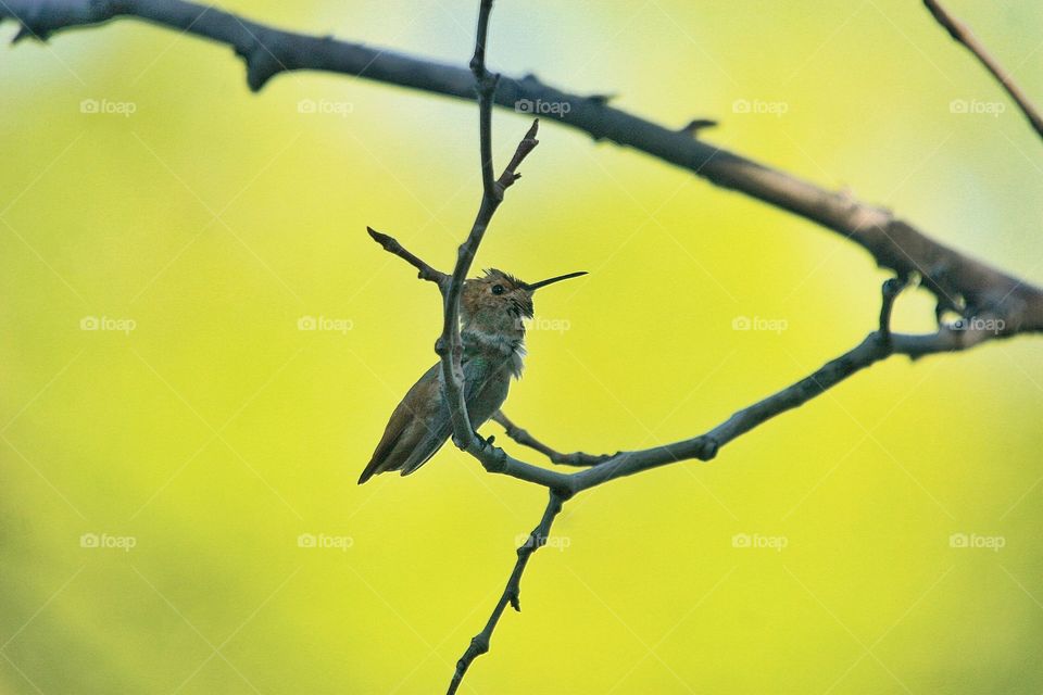 A unique view of a hummingbird after a bath