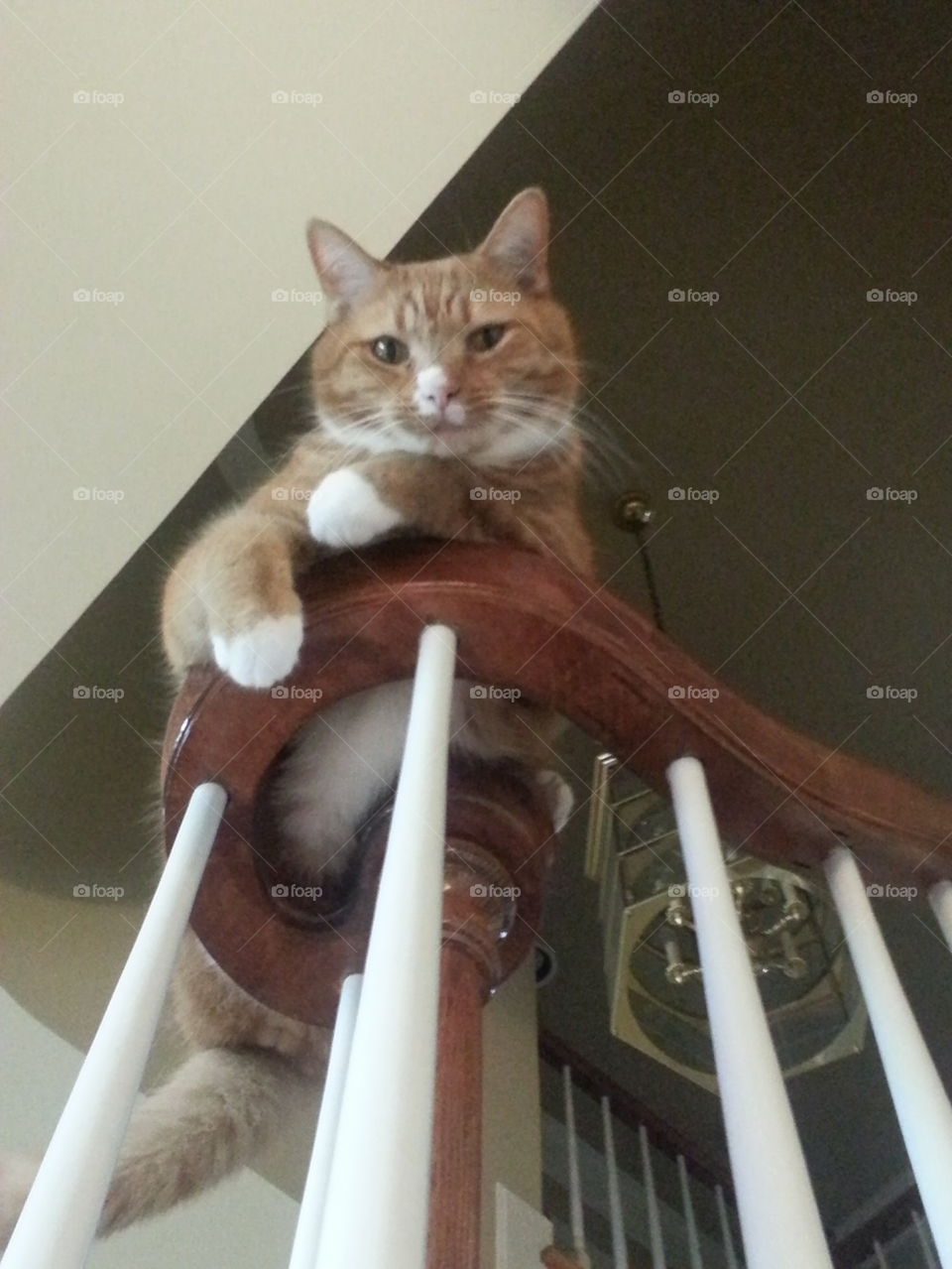Elwood hanging on the Banister 