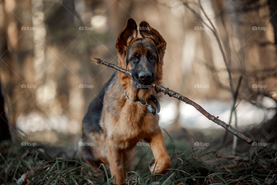 German shepherd young male dog walking outdoor at spring day