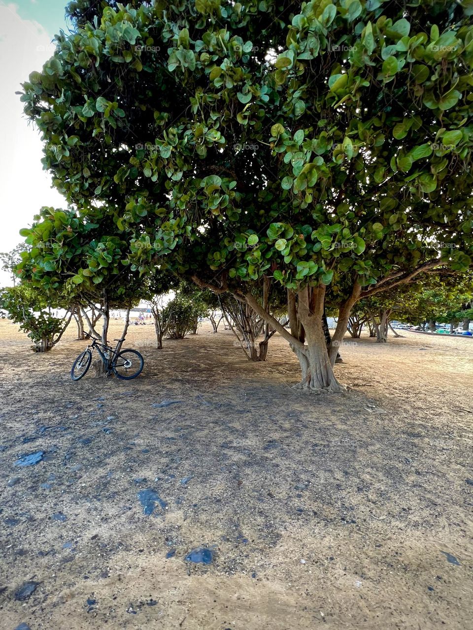 One lonely bicycle leaned against a group of trees close to the beach