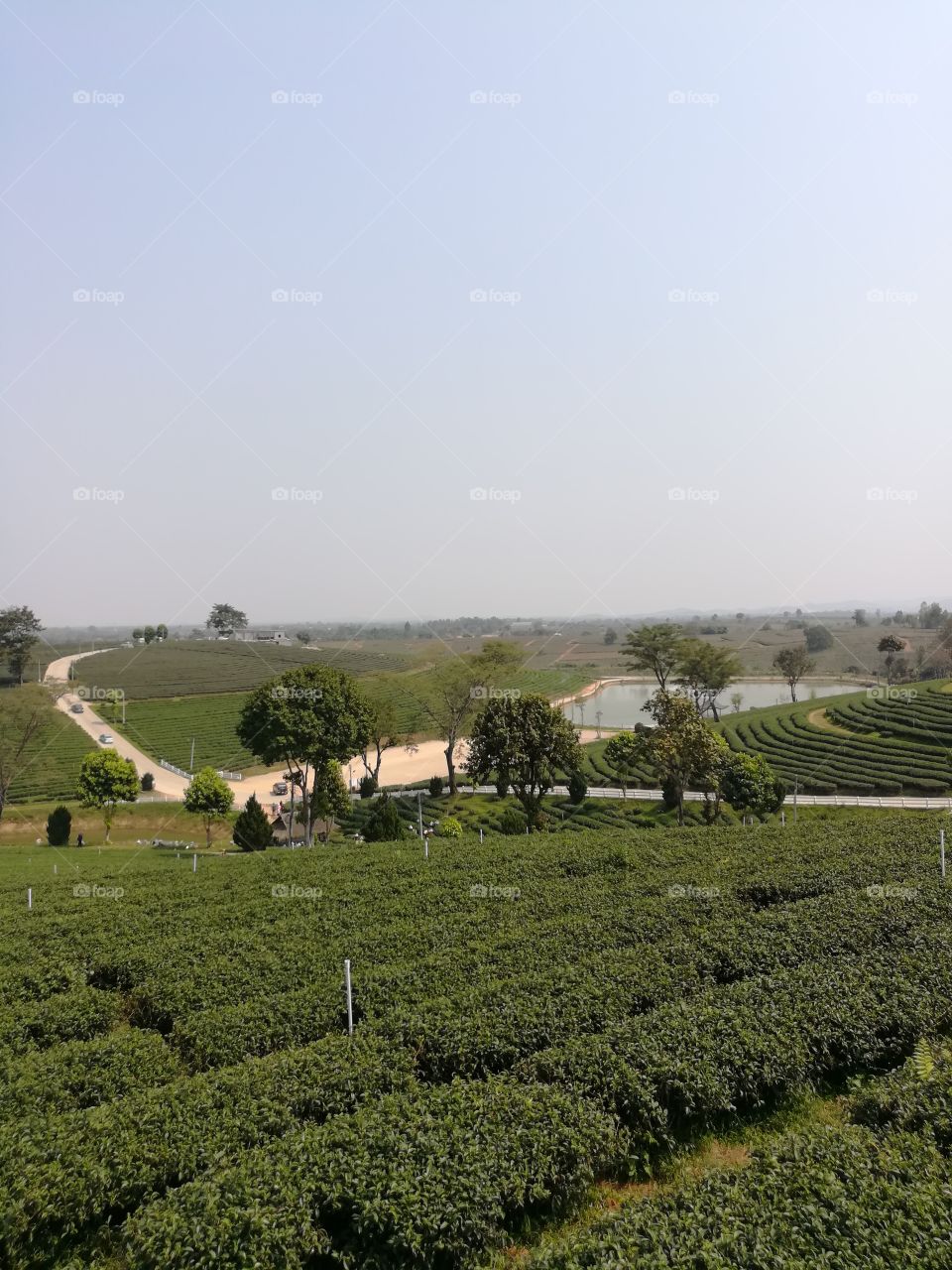 Tea Plantation