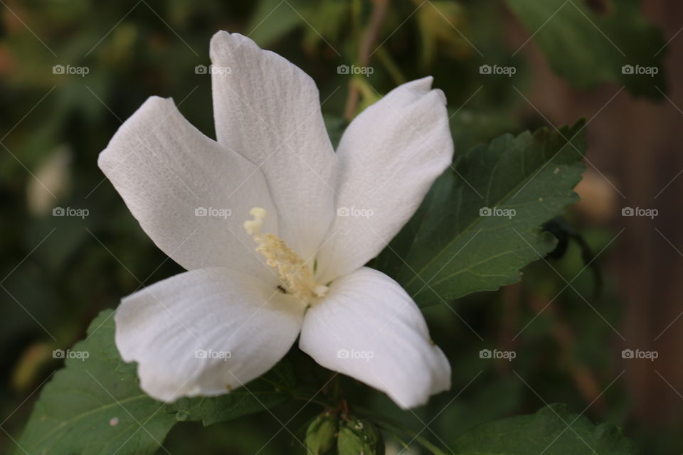 A white flower 🌸 