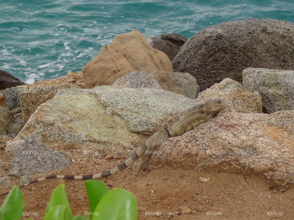 Iguana on the rocks