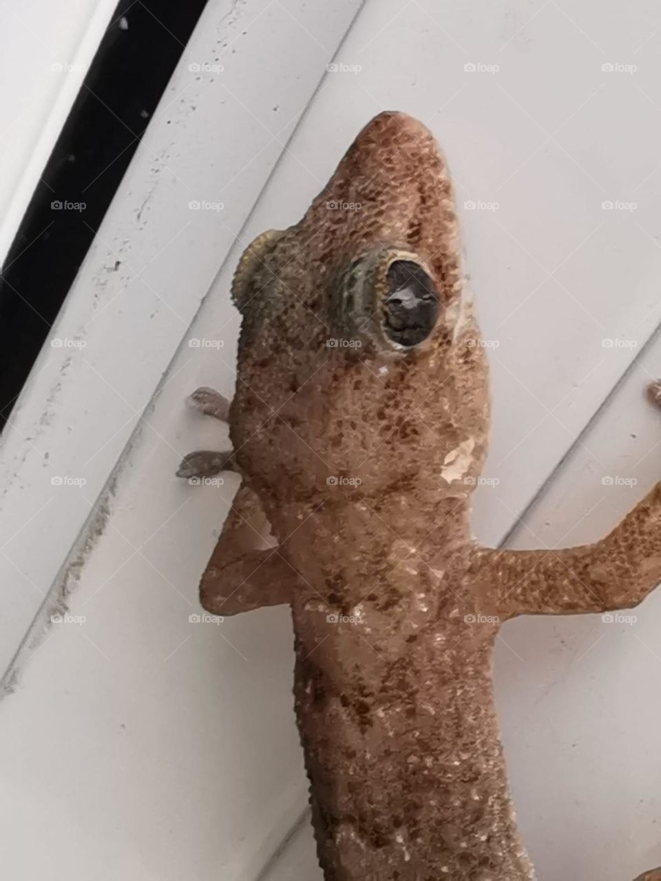 lagartija en gran canaria