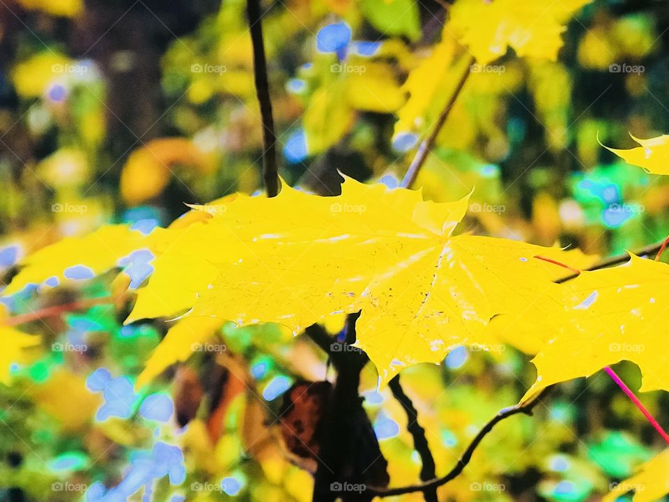 Yellow trees during winter