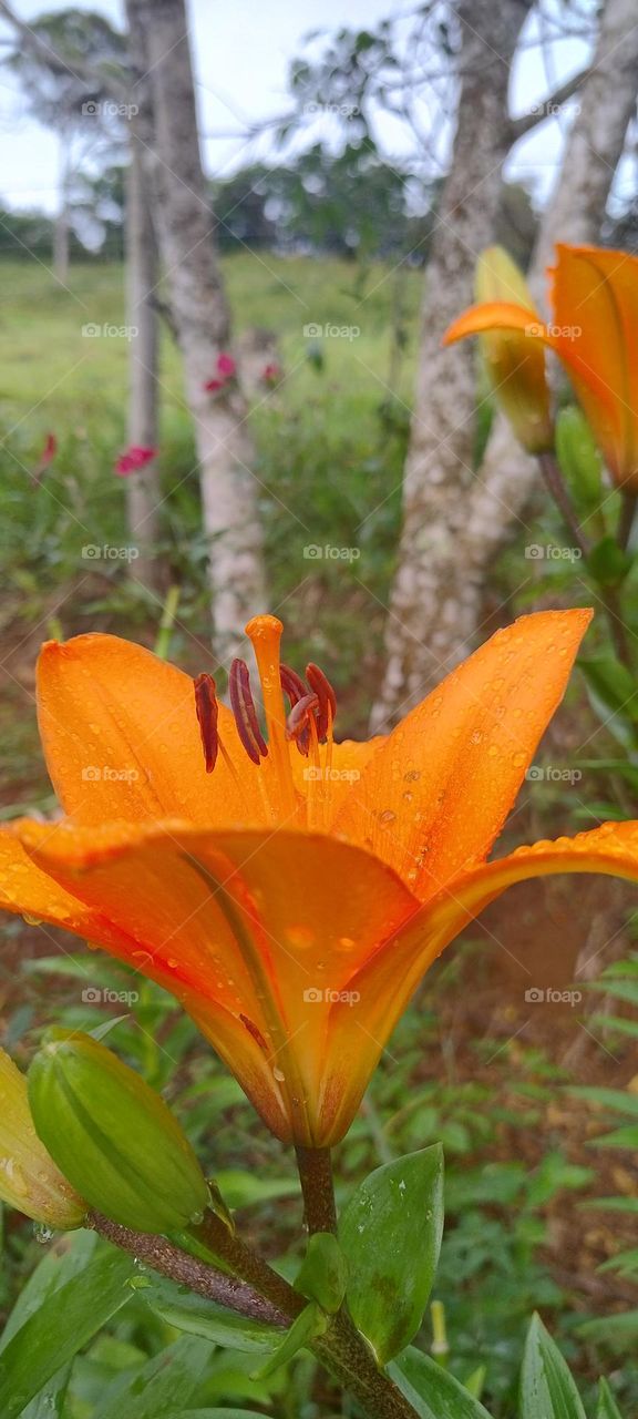 orange lily sho