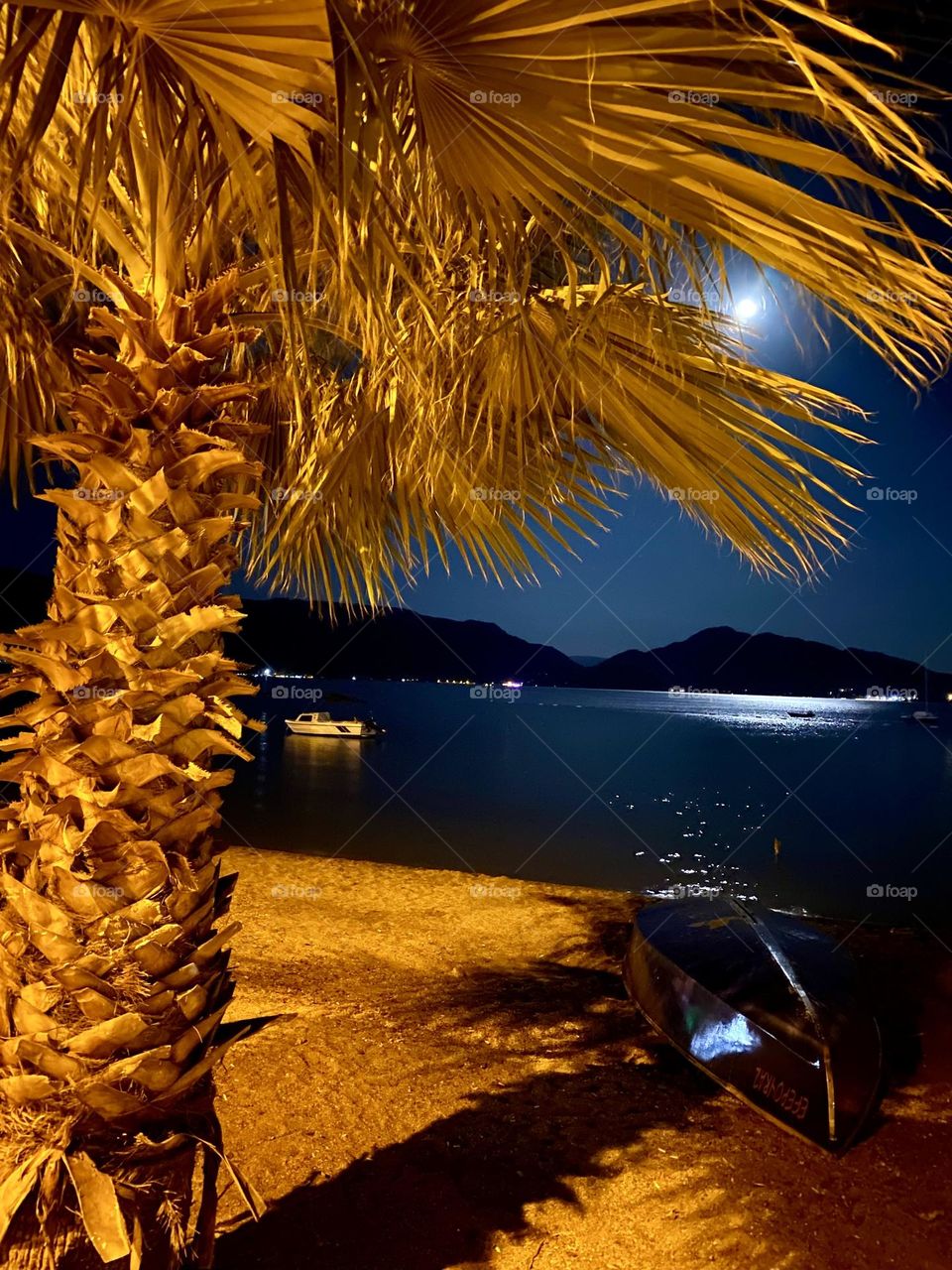 Пальма на берегу моря