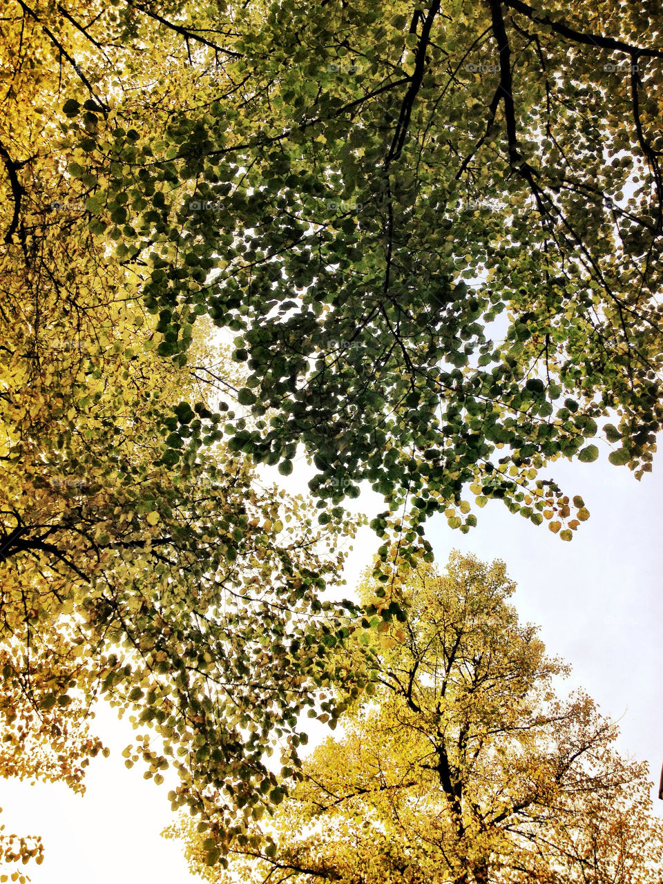 sky nature october trees by perfexeon