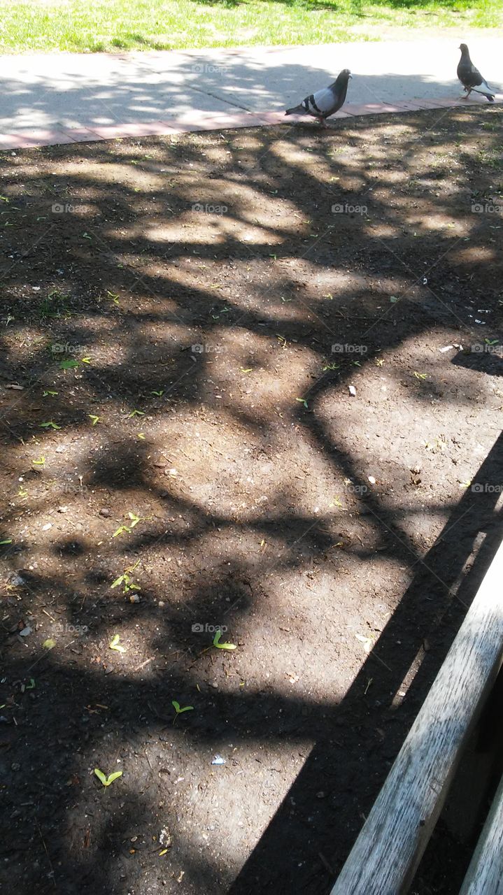 shadow. trees. ground. earth