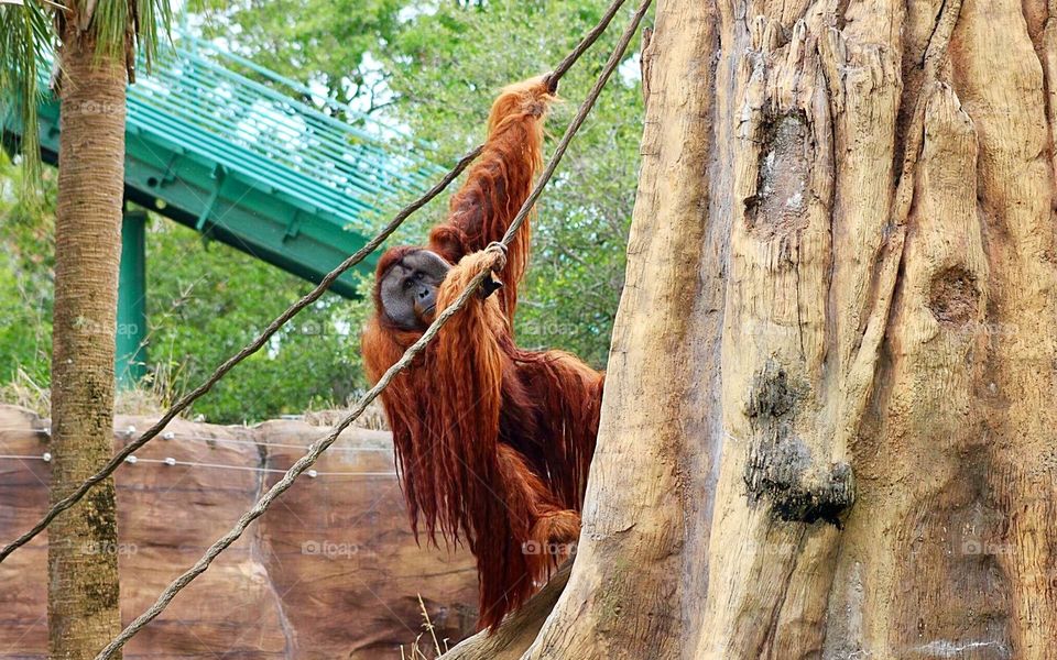 Orangutan 