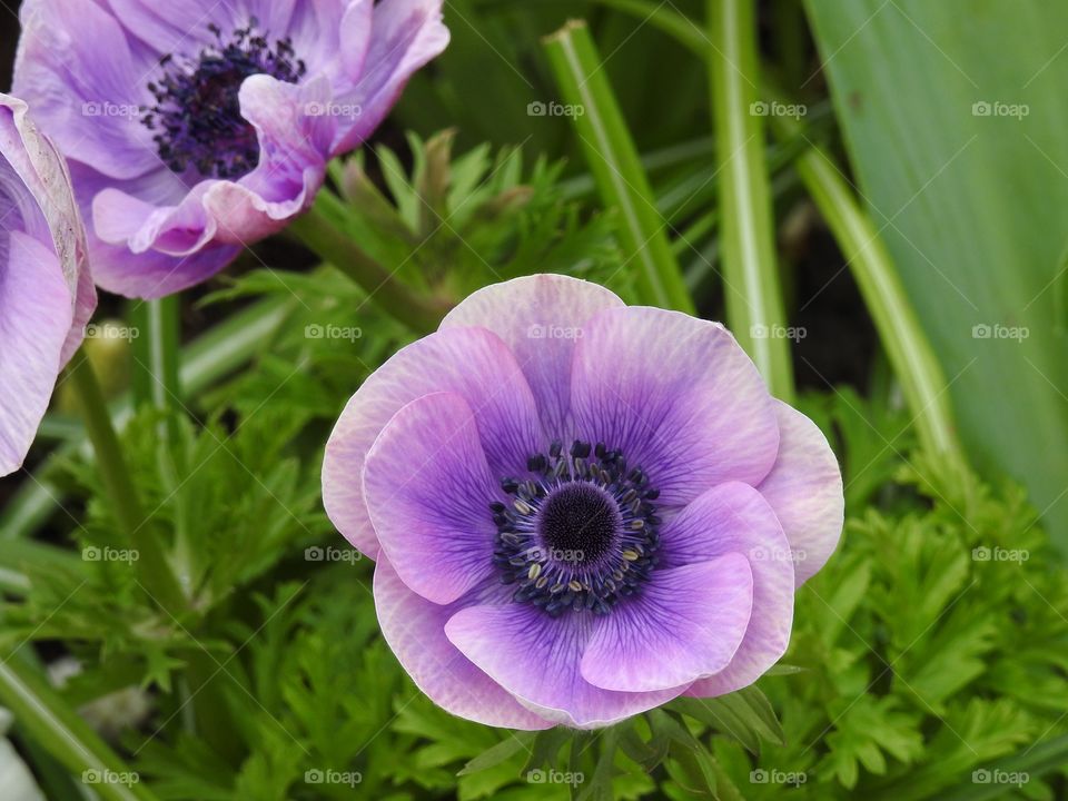 Anemone flower in bloom