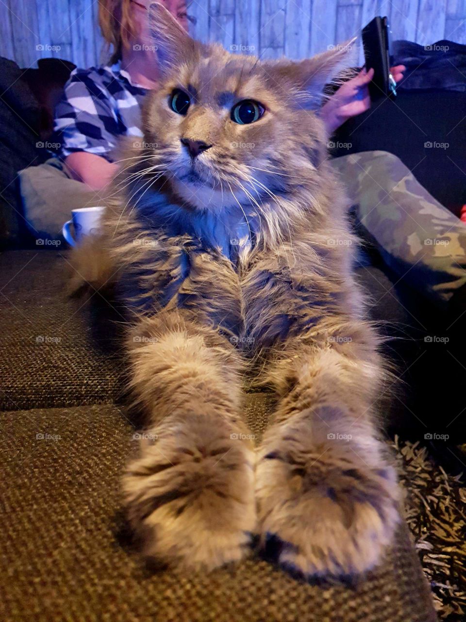 Maine coon Zebbe