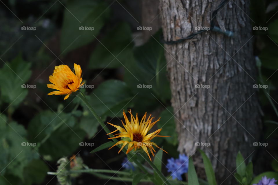 flowers