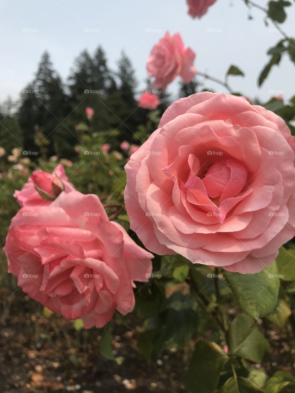 Perfect pink rose