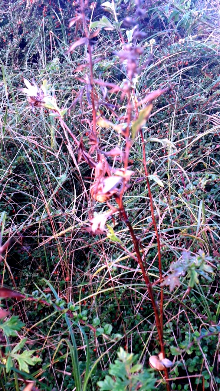 autumn coloured meadow plants