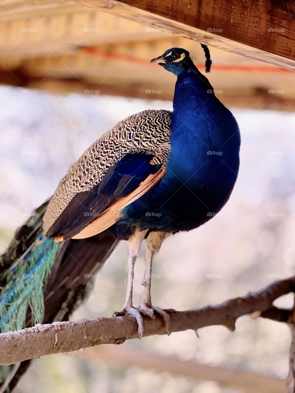 Model Peacock