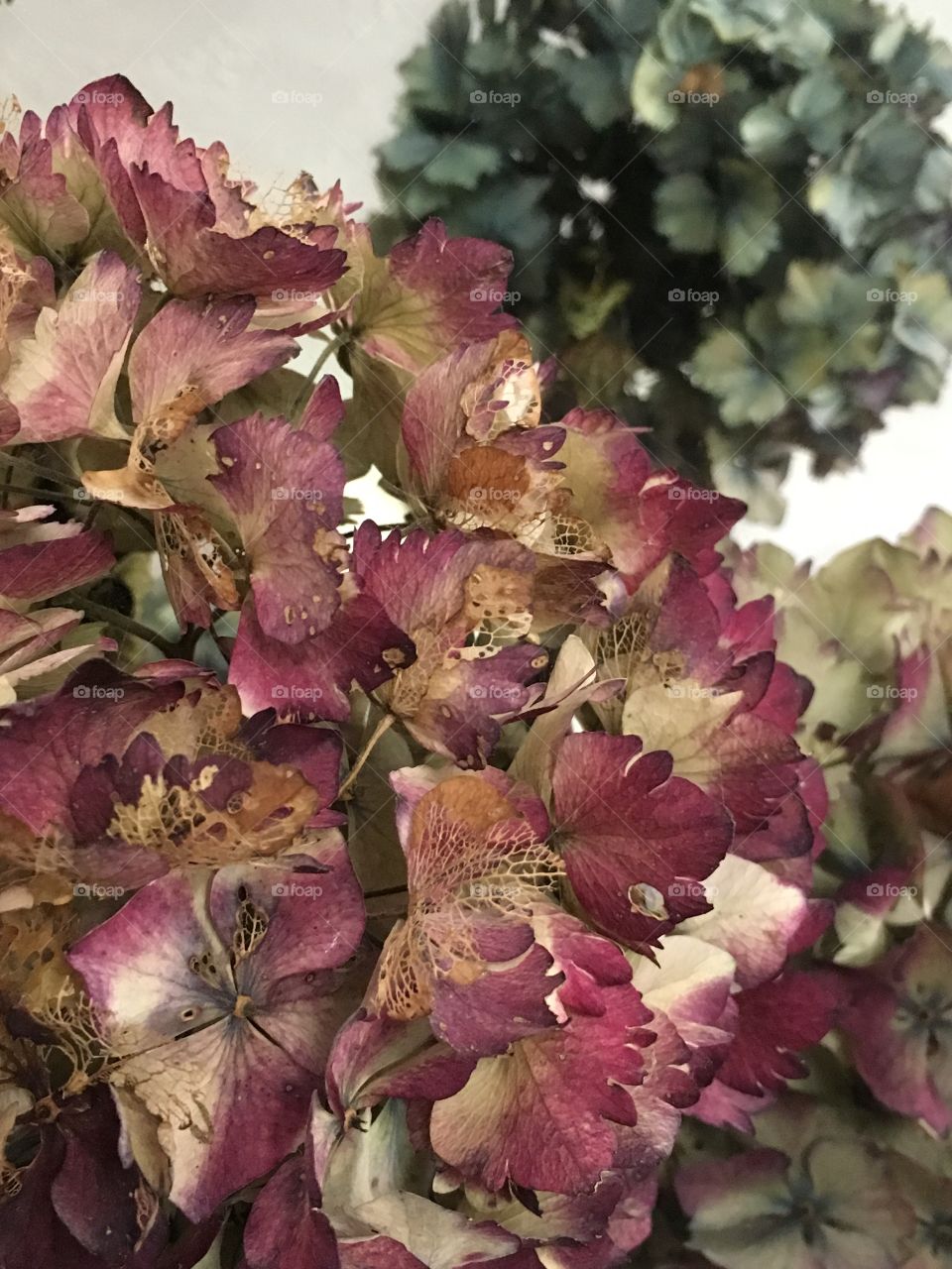 Close up view of multicoloured hydrangea flowerheads with pink in the foreground and blue in the background 