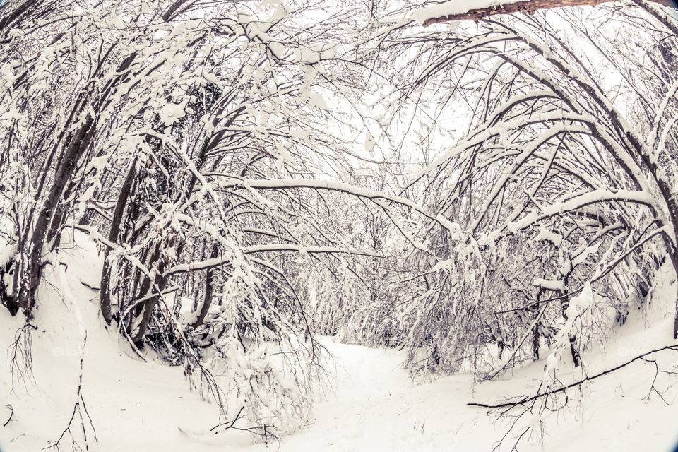 Winter, Snow, No Person, Cold, Frost