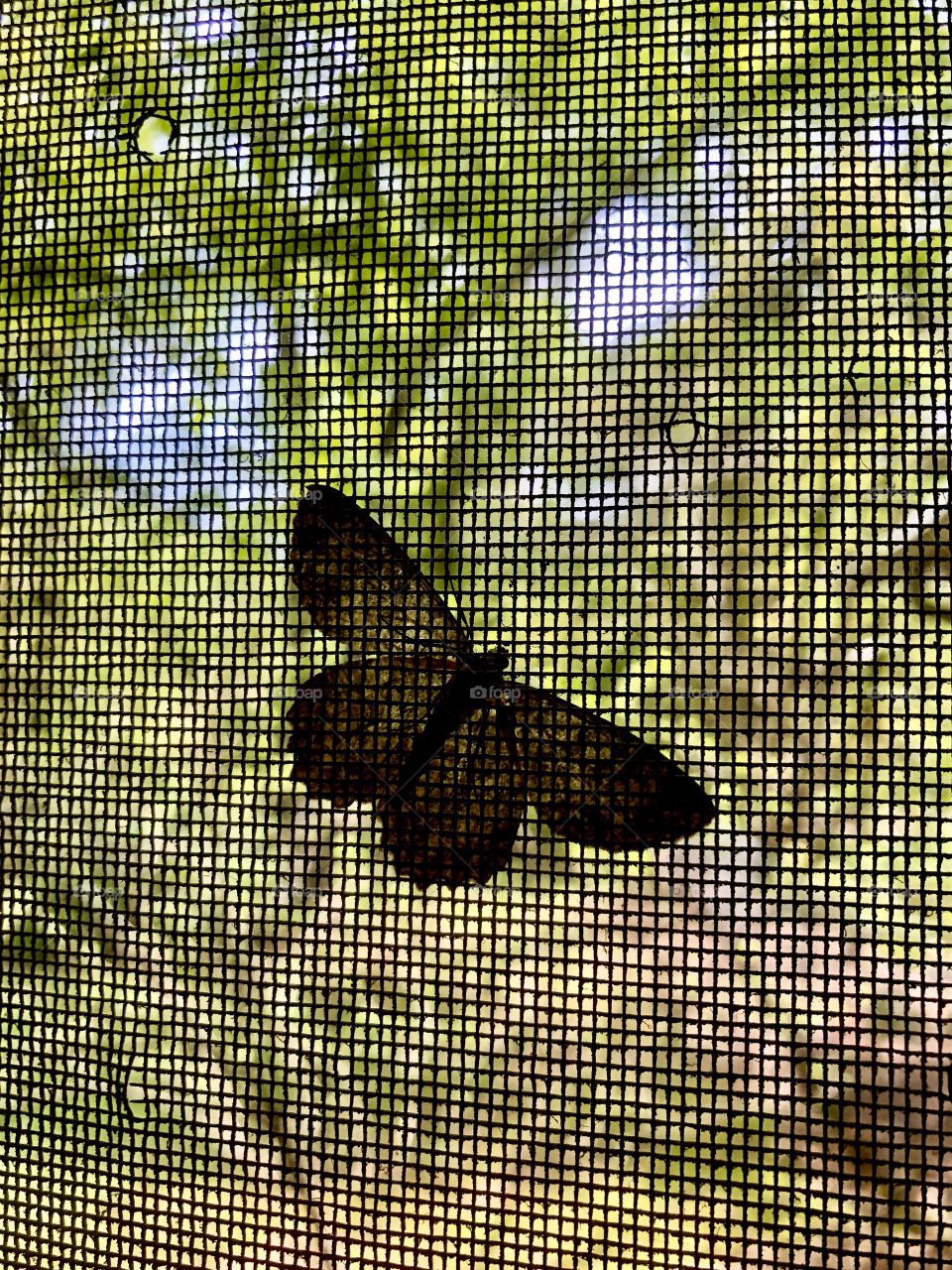 Closeup of wire mesh window screen with small holes dirt and moth