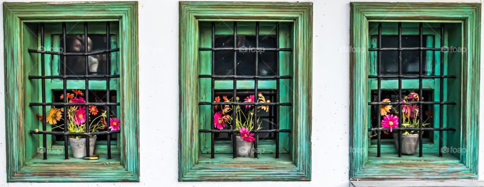 Flowers in the window